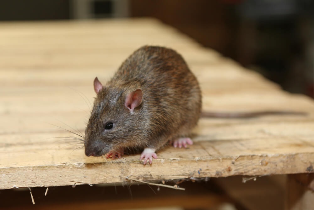 Rodents and the Health Hazards They Present