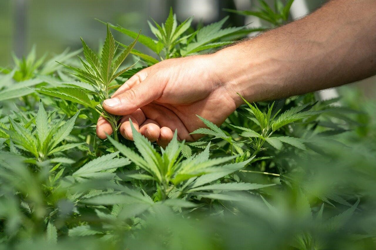 Buy Weed Online for Safe, Discreet, and Reliable Delivery Across Your Area